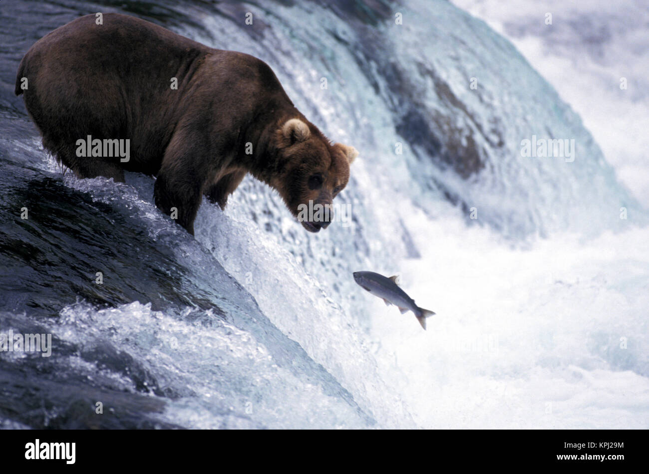 USA, Alaska, Katmai National Park, Brooks Falls. Fang von Lachs Braunbär (Ursus arctos) Stockfoto