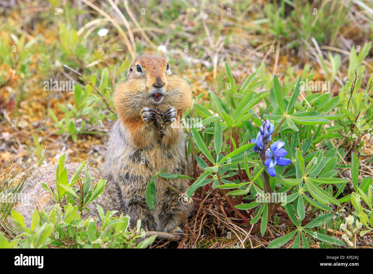 Arktischer Ziesel. Entlang der Kongakut. Arctic National Wildlife Refuge. Alaska. Stockfoto