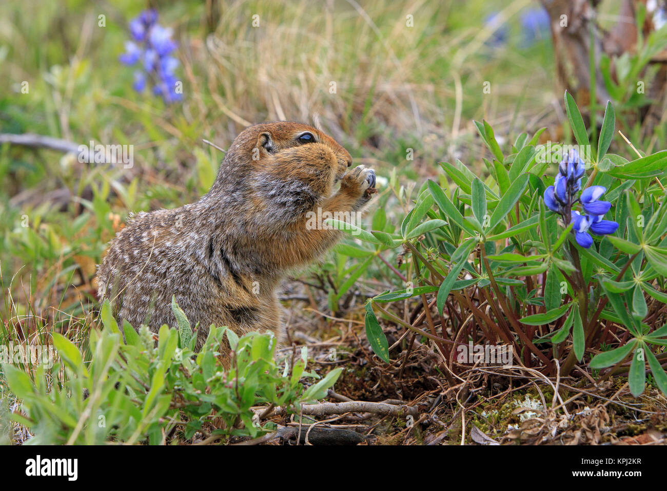 Arktischer Ziesel. Entlang der Kongakut. Arctic National Wildlife Refuge. Alaska. Stockfoto