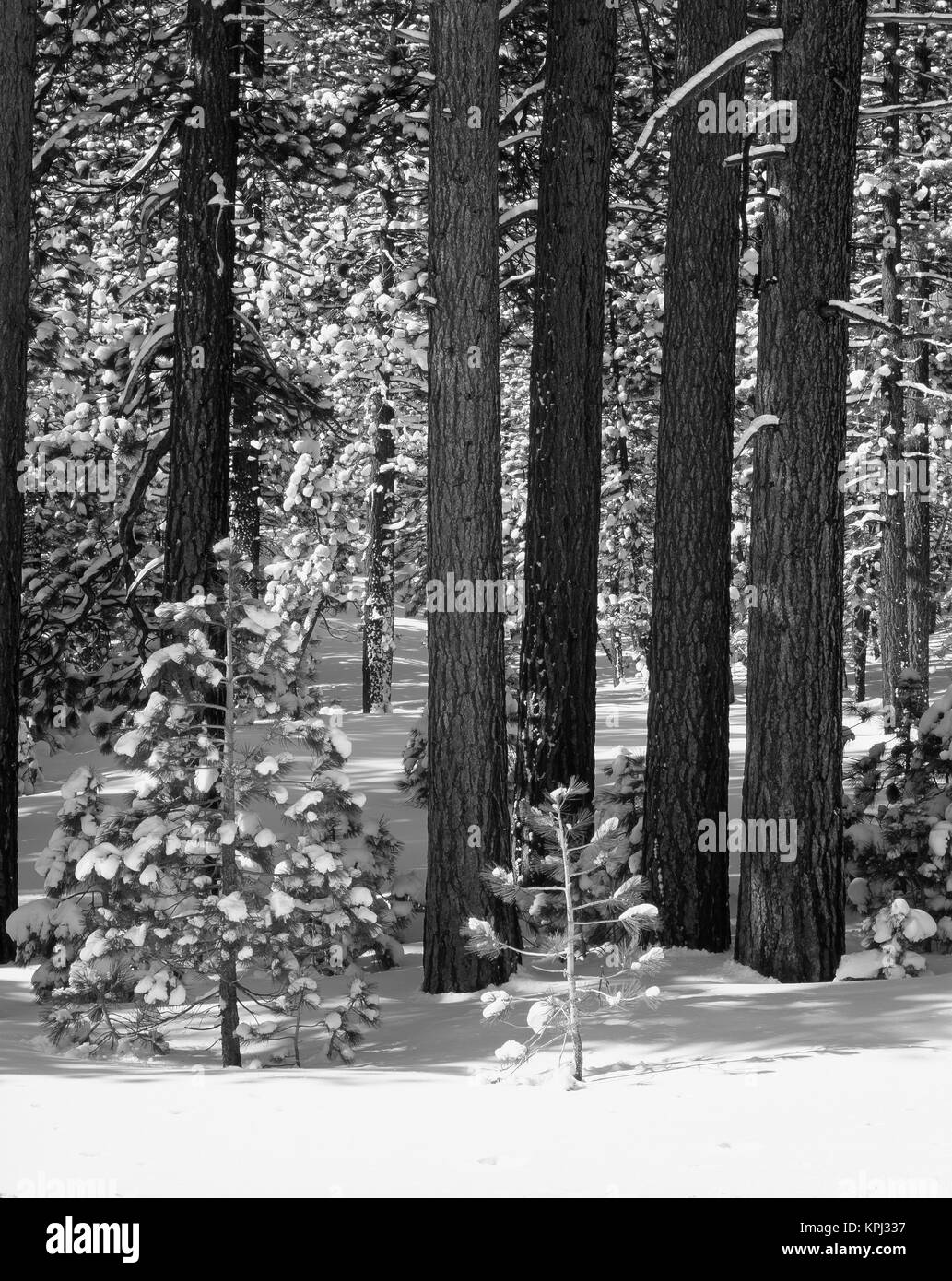 USA, Kalifornien, Inyo National Forest, Kiefer bedeckt mit Schnee (Large Format Größen verfügbar) Stockfoto
