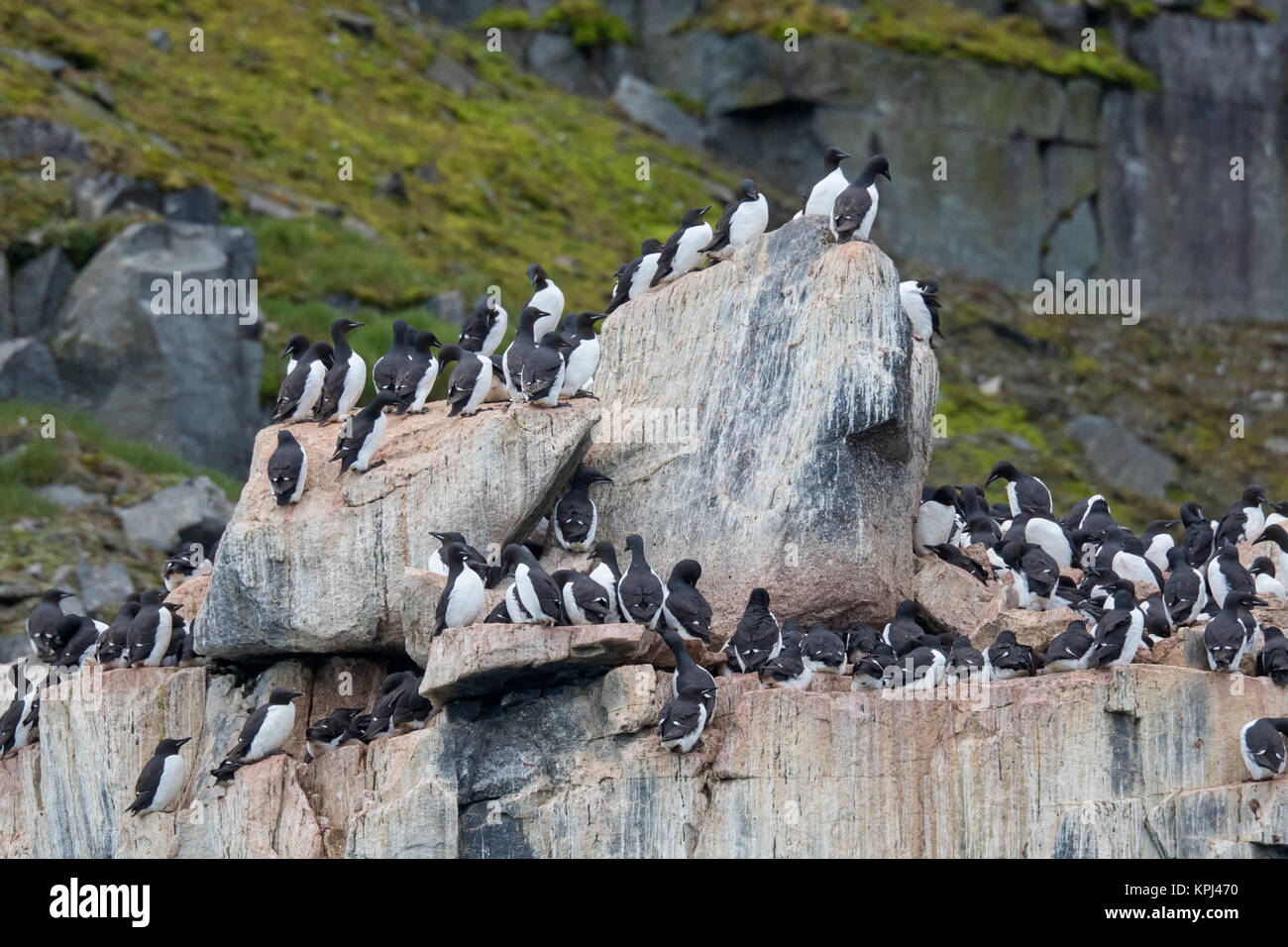 Alkefjellet, Sea Cliff Gehäuse seabird Kolonie von Thick-billed murres/Brünnich's Trottellummen (Uria lomvia) an Hinlopenstretet, Svalbard, Norwegen Stockfoto