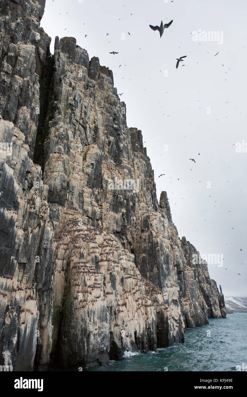 Alkefjellet, Sea Cliff Gehäuse seabird Kolonie von Thick-billed murres/Brünnich's Trottellummen (Uria lomvia) an Hinlopenstretet, Svalbard, Norwegen Stockfoto