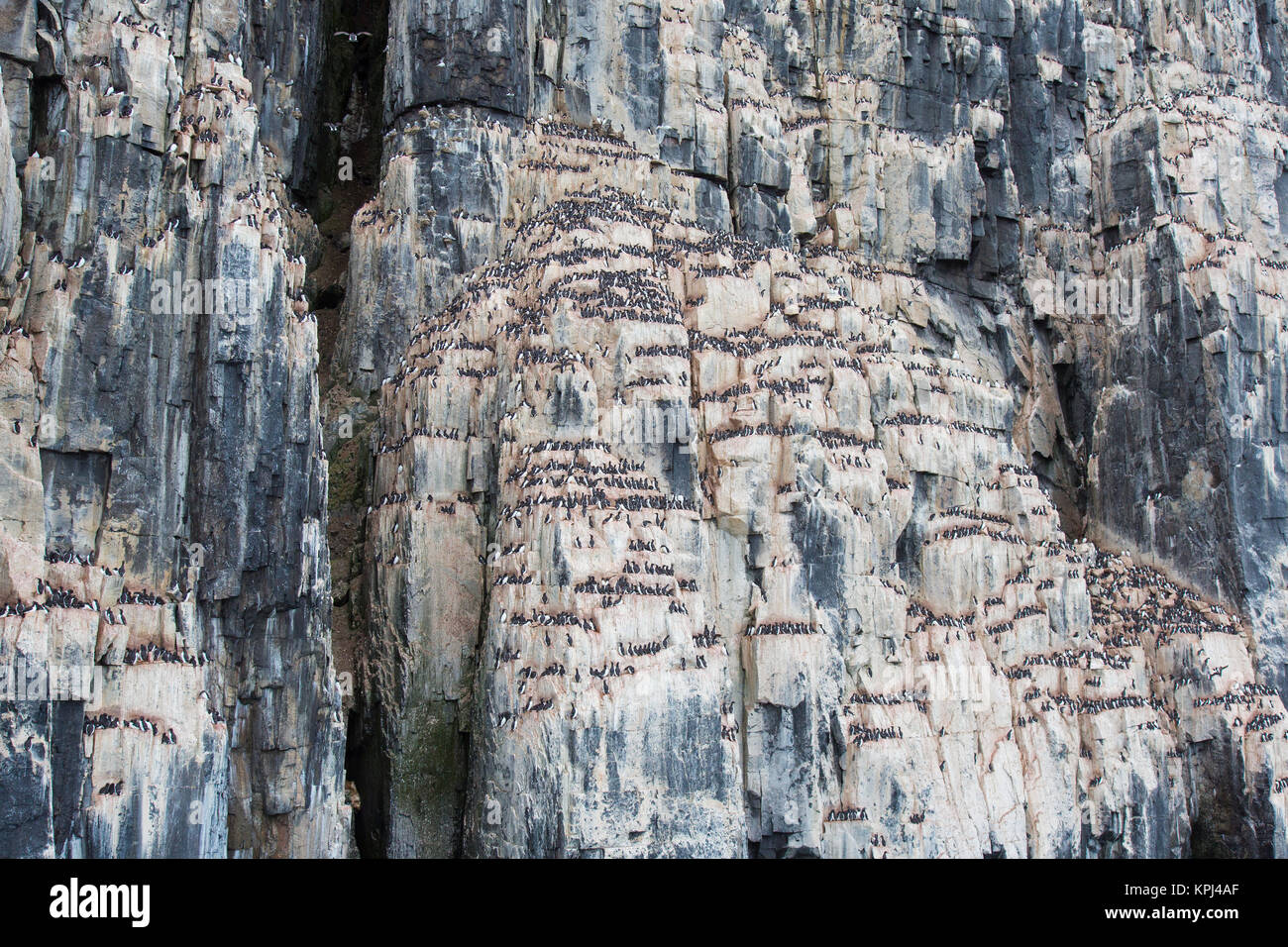 Alkefjellet, Sea Cliff Gehäuse seabird Kolonie von Thick-billed murres/Brünnich's Trottellummen (Uria lomvia) an Hinlopenstretet, Svalbard, Norwegen Stockfoto