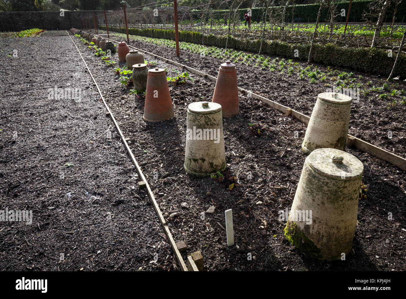 Eine Reihe von Terracotta Rhabarber forcers, das in der ummauerten Garten in Heligan, Cornwall. Stockfoto