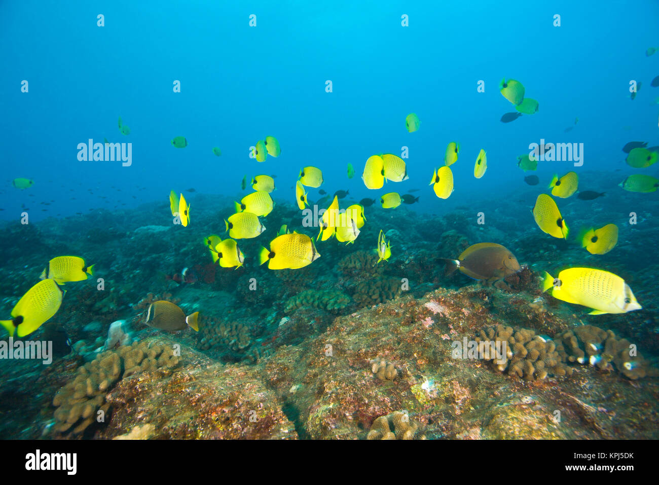 Eine Schule der Falterfische, Puka Maui Tauchen, Abenteuer Tauchen mit North Shore Entdecker, in der nur selten betaucht North Shore von Maui, Hawaii, USA Stockfoto