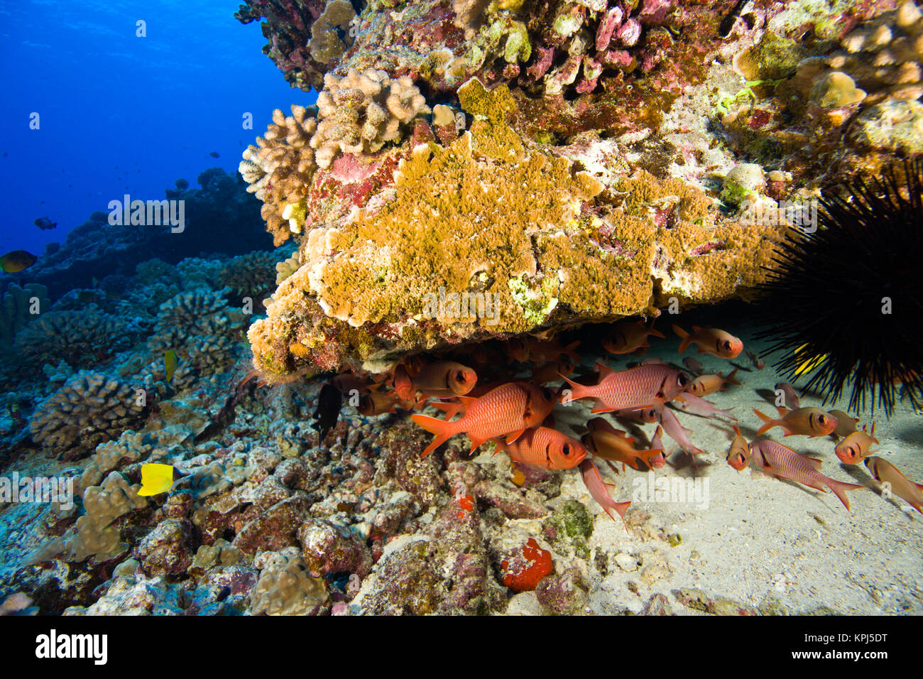 Schule der Soldierfish, Tauchen bei Molokini Krater, Maui, Hawaii, USA Stockfoto