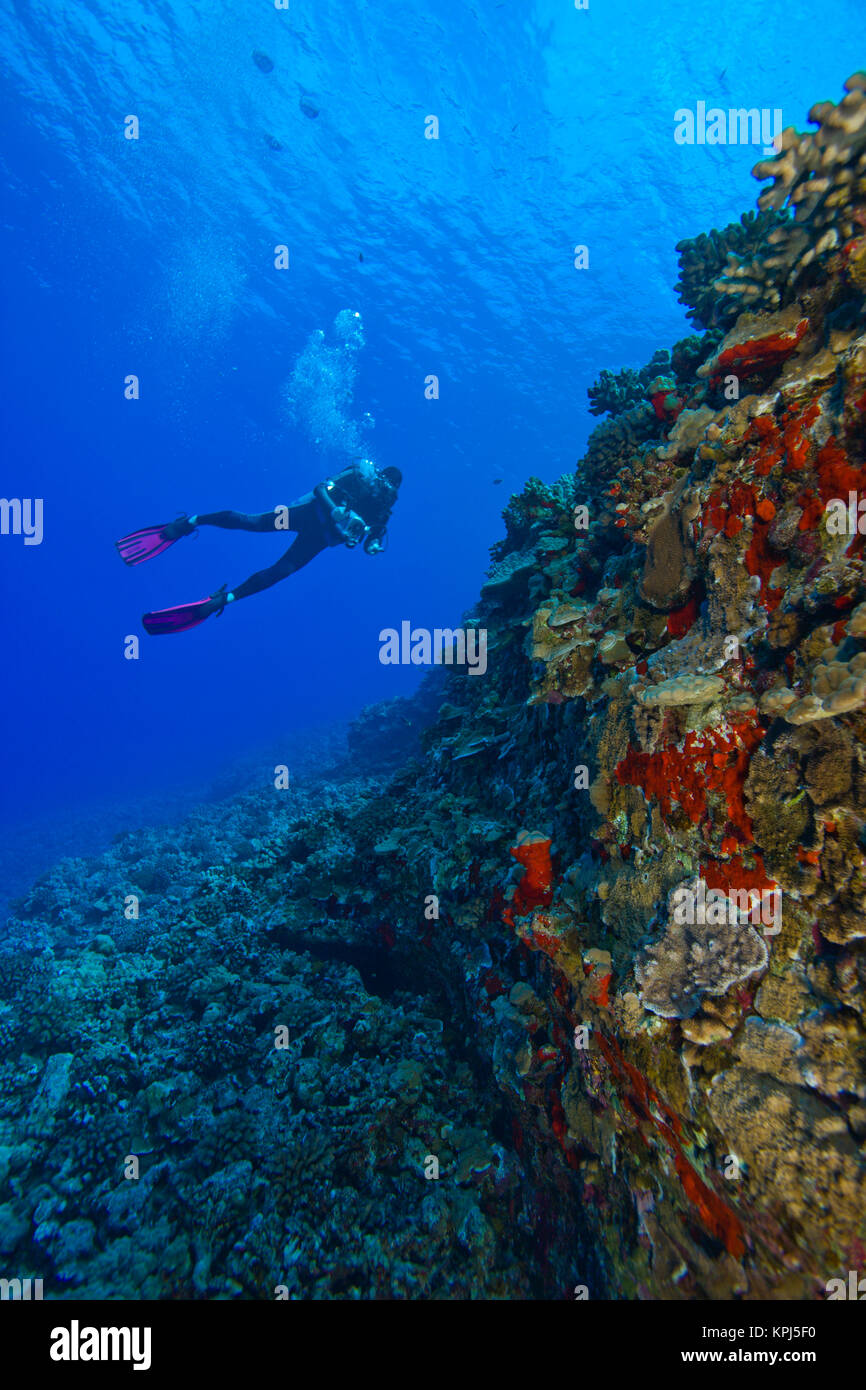 Scuba Diver (Alter 40) mit Videokamera, Tauchen bei Molokini Krater, Maui, Hawaii, USA (MR) Stockfoto