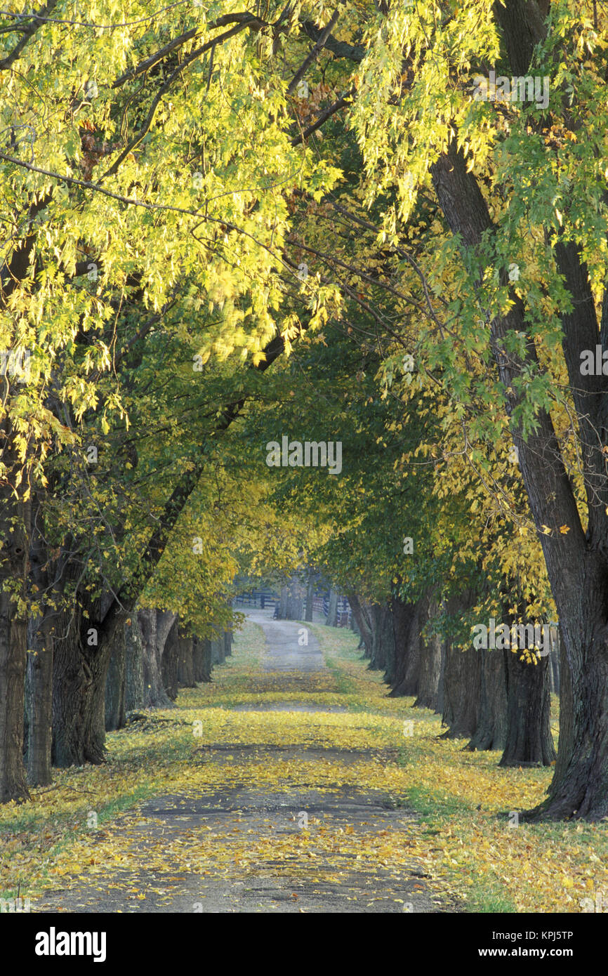 USA, Kentucky Louisville. Fahrbahn durch Bäume im Herbst Stockfoto