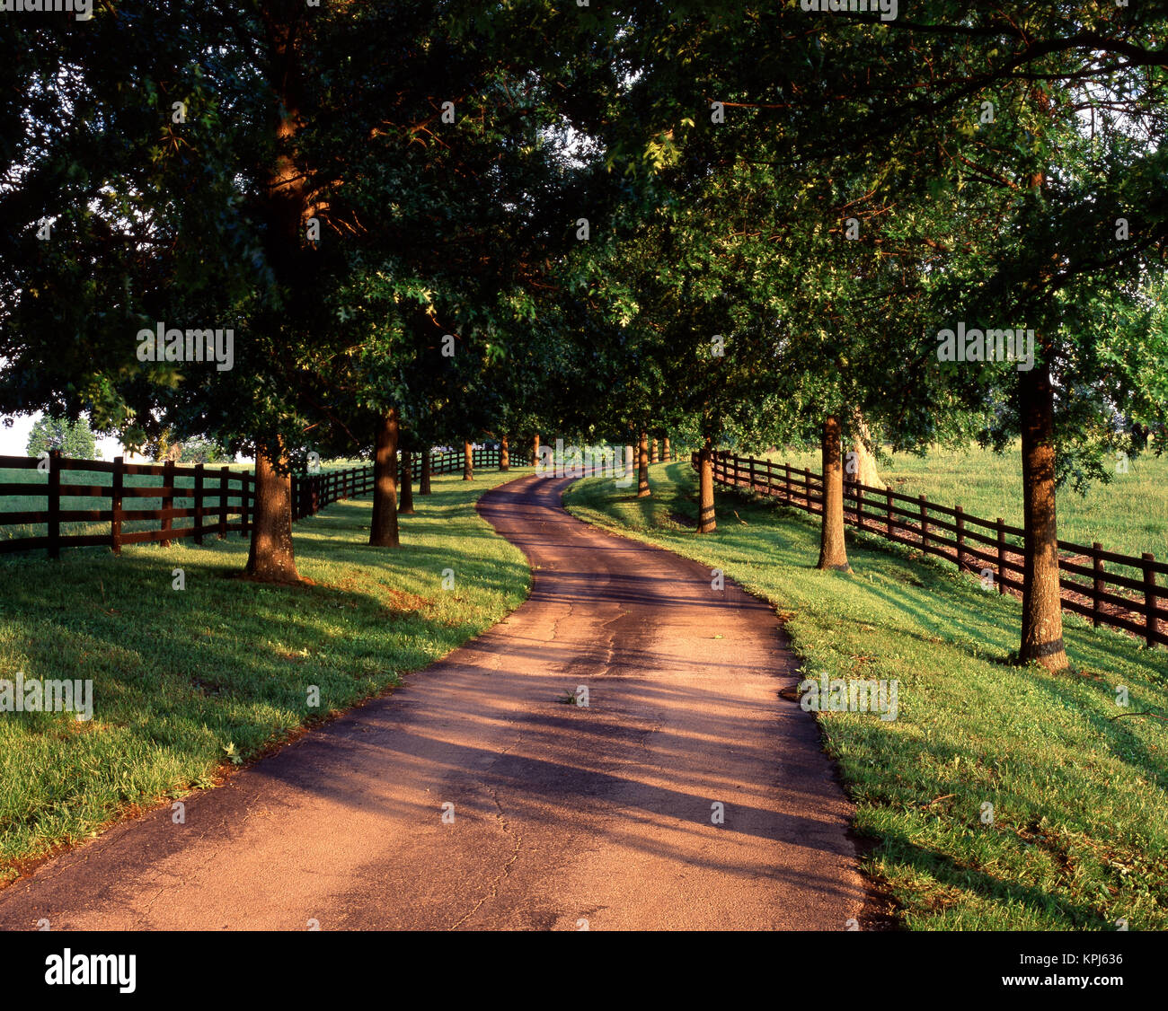 USA, Kentucky Bluegrass Region, Reihe von Bäumen und country lane in der Morgendämmerung (Large Format Größen verfügbar) Stockfoto