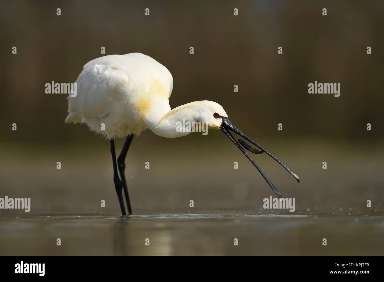 Gemeinsame Löffler (Platalea leucorodia), fängt Fisch, steht im flachen Wasser, Nationalpark Kiskunsag, Ungarn Stockfoto