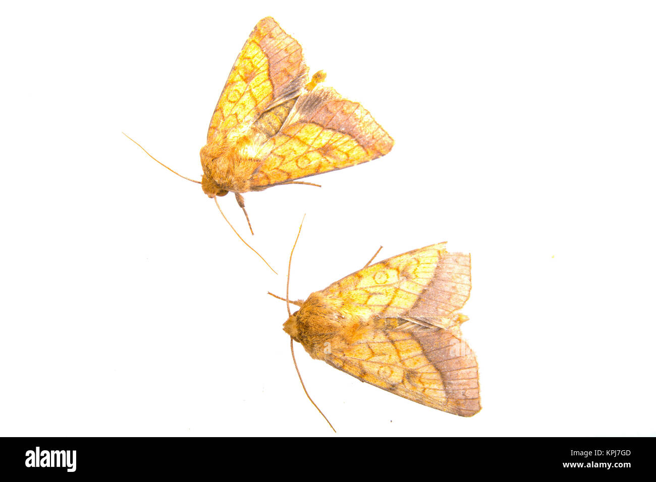 Brown House Moth Stockfotos Brown House Moth Bilder Alamy