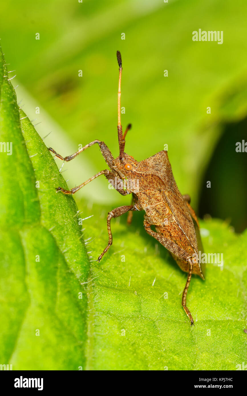 Braun shield Bug sitzen auf dem Blatt Stockfoto