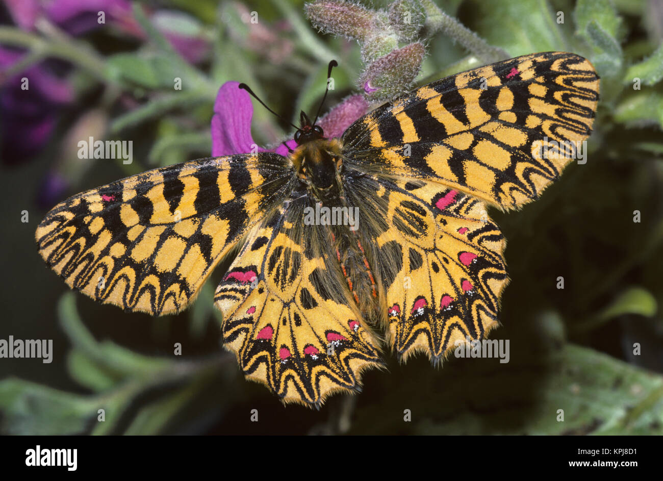 Gelber Osterluzeifalter, weiblich, lila Blüte. Of this Tagfalter ist sehr selten. Im Bild ist die Form ochracea Staudinger, Löwen 27.09.05 seltene Form, die nur bei den weiblichen Faltern vorkommt, zu sehen. Vorkommen in Frankreich, Italien, Schweiz, im Tessin, also Österreich, mittleres Süd und Südost Europa. Stockfoto