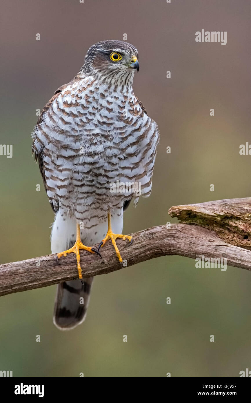 Eurasischen Sperber (Accipiter nisus), Weibliche auf Zweig, zentrale Elbe Biosphärenreservat, Sachsen-Anhalt, Deutschland Stockfoto