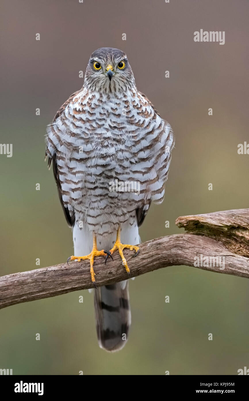 Eurasischen Sperber (Accipiter nisus), Weibliche auf Zweig, zentrale Elbe Biosphärenreservat, Sachsen-Anhalt, Deutschland Stockfoto