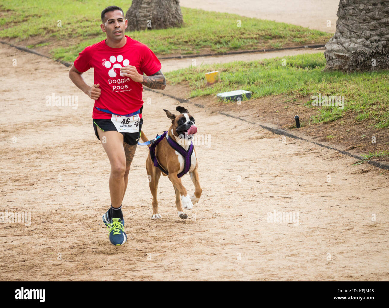 Canicross Rennen/Fun Run in Spanien Stockfoto