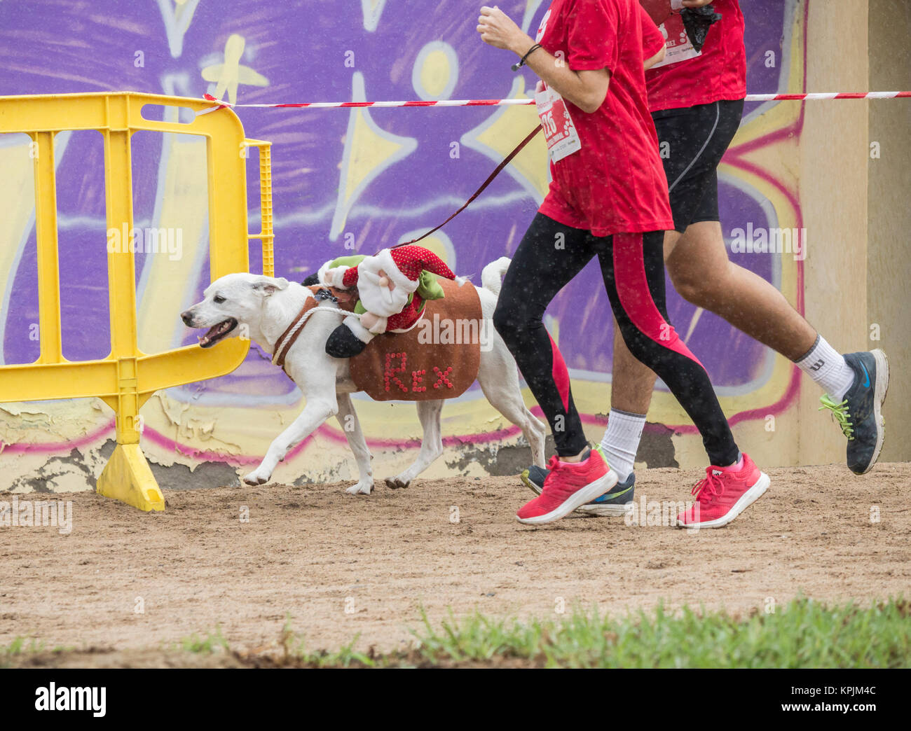 Canicross Rennen/Fun Run in Spanien Stockfoto