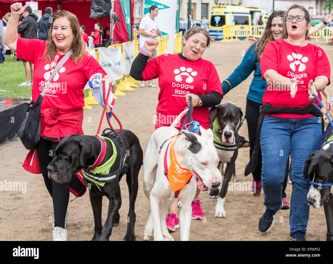 Doggen bei Canicross Rennen/Fun Run in Spanien Stockfoto