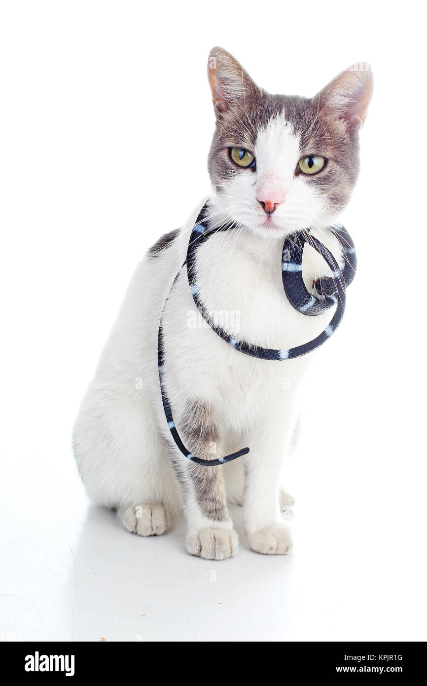 Katze mit Schlange. Hauskatze auf isolierten weißen studio Hintergrund. Silber und grau-weißen Muster. Cat Farben. Niedlich. Stockfoto