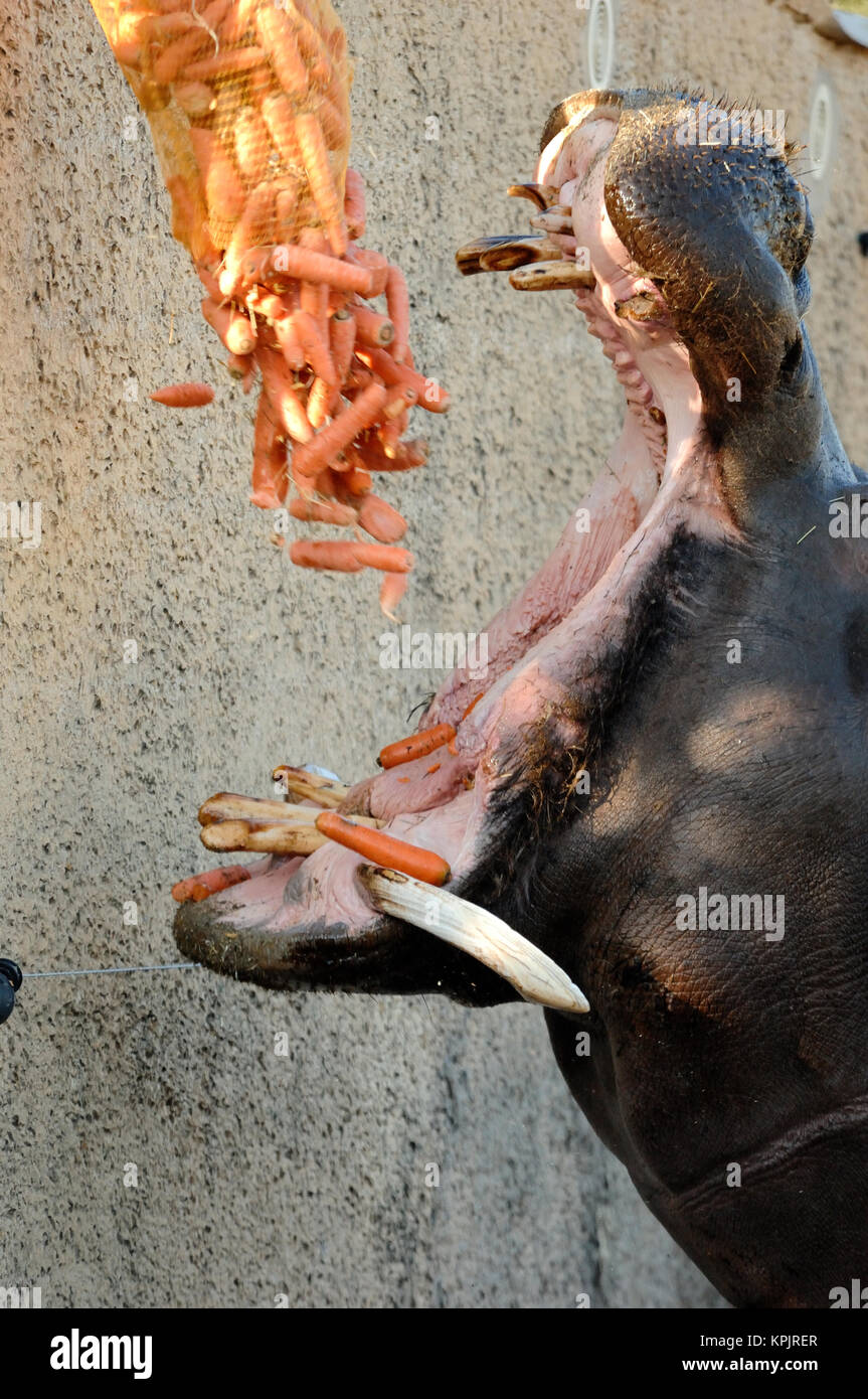Captive Hippo oder Hippopotamus amphibius mit offenem Mund, gefüttert und Karotten Stockfoto
