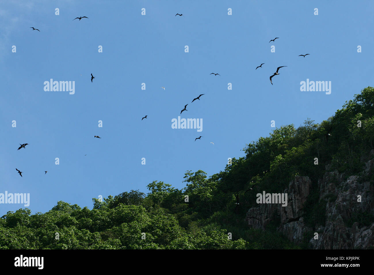 Wald in den Bergen, Aride Island, Seychellen. Stockfoto