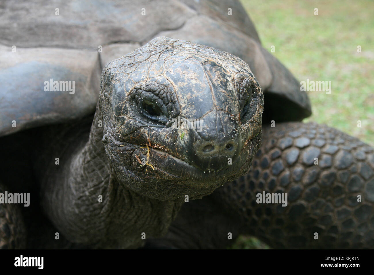 Aldabra-Riesenschildkröte (Aldabrachelys Gigantea), Curieuse Island, Seychellen. Stockfoto