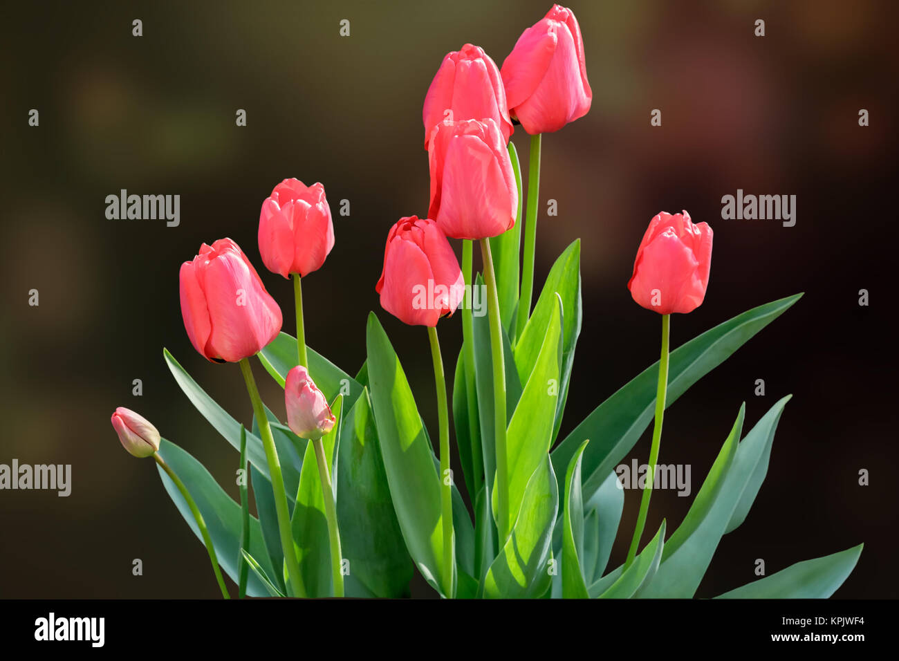Im Blumenbeet im Garten wachsen junge blühende Tulpen mit grünen Blättern. Auf dunklem Hintergrund dargestellt. Stockfoto