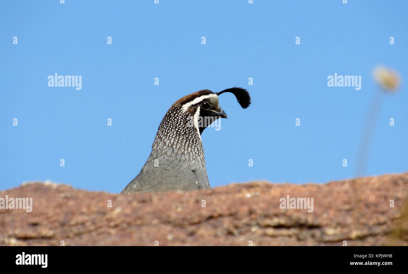 Kalifornien Wachtel - Callipepla californica Sticks seinen Kopf und schwarzen Haarschopf oben eine braune Desert Rock. Stockfoto