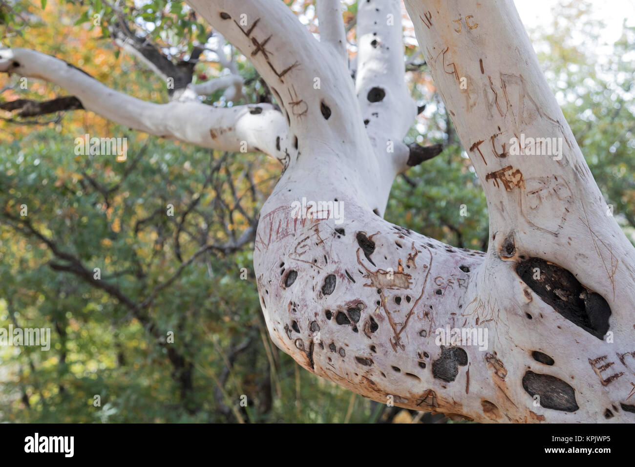 Guadalupe Mountains National Park, Texas - ein unkenntlich Texas madrone Baum in McKittrick Canyon. Stockfoto