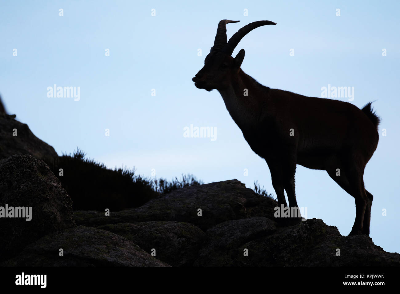 Iberischen wilde Ziege Paarungszeit Stockfoto