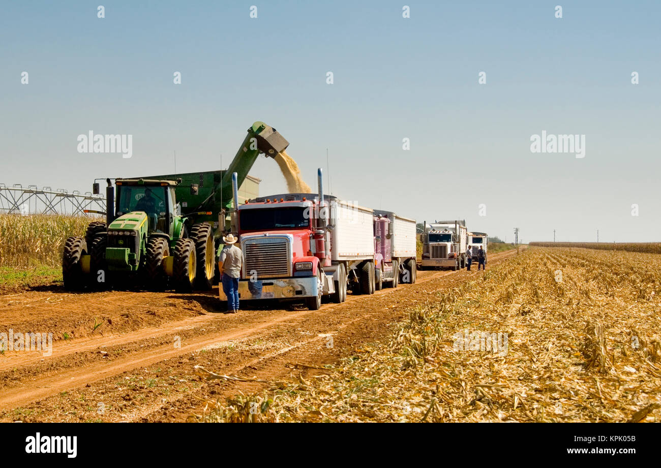 Belastung des Mähdreschers TRAKTOREN ANHÄNGER LKW AUFGEREIHT auf MAIS AUS, UM DAS FELD DER AUFZUG IN TEXAS Stockfoto