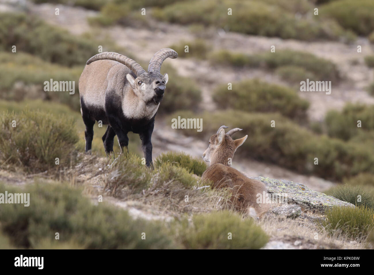 Iberischen wilde Ziege Paarungszeit Stockfoto