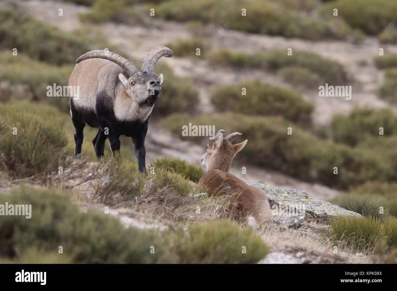 Iberischen wilde Ziege Paarungszeit Stockfoto