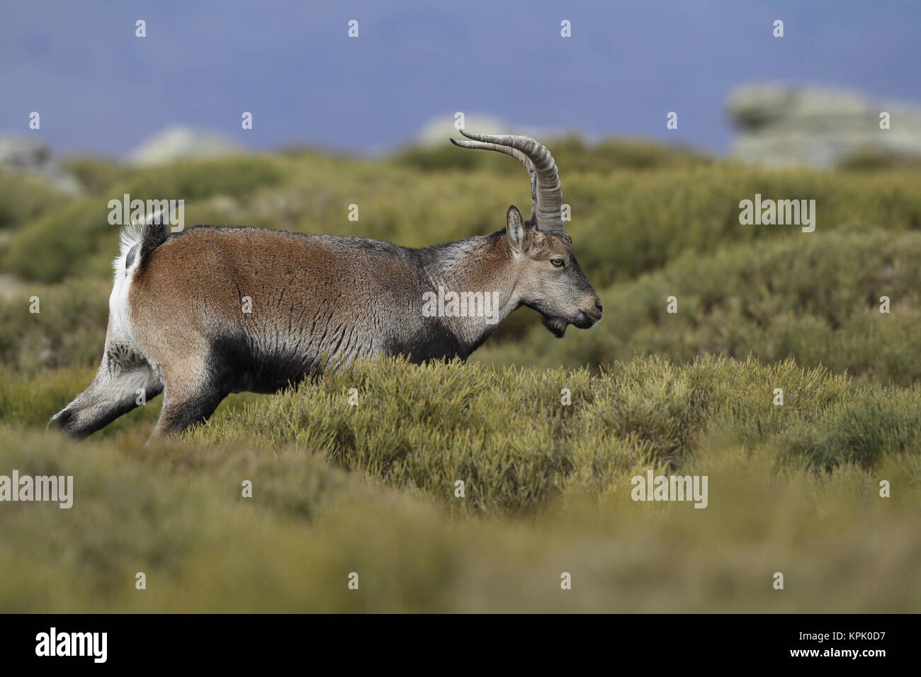 Iberischen wilde Ziege Paarungszeit Stockfoto