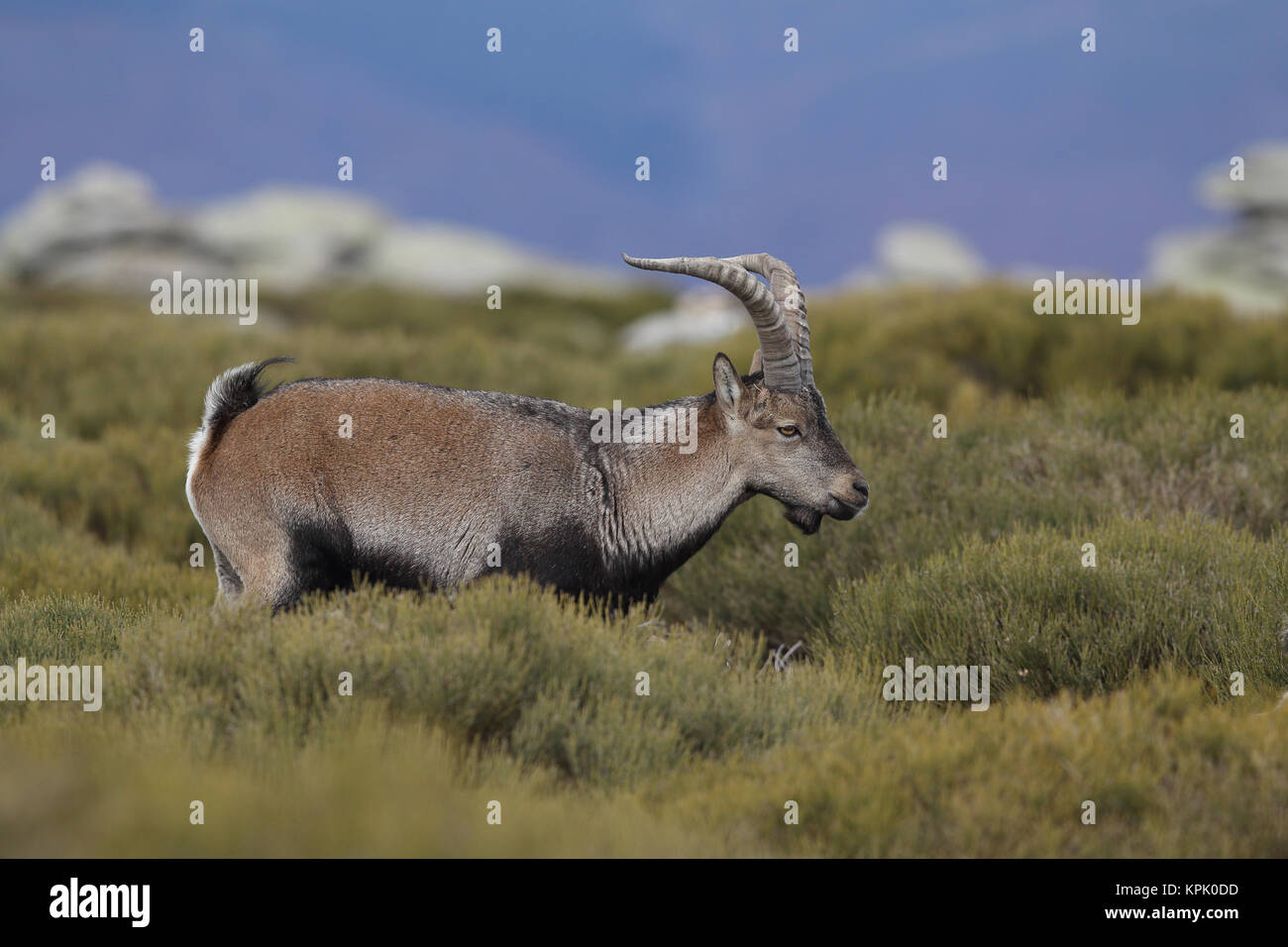 Iberischen wilde Ziege Paarungszeit Stockfoto