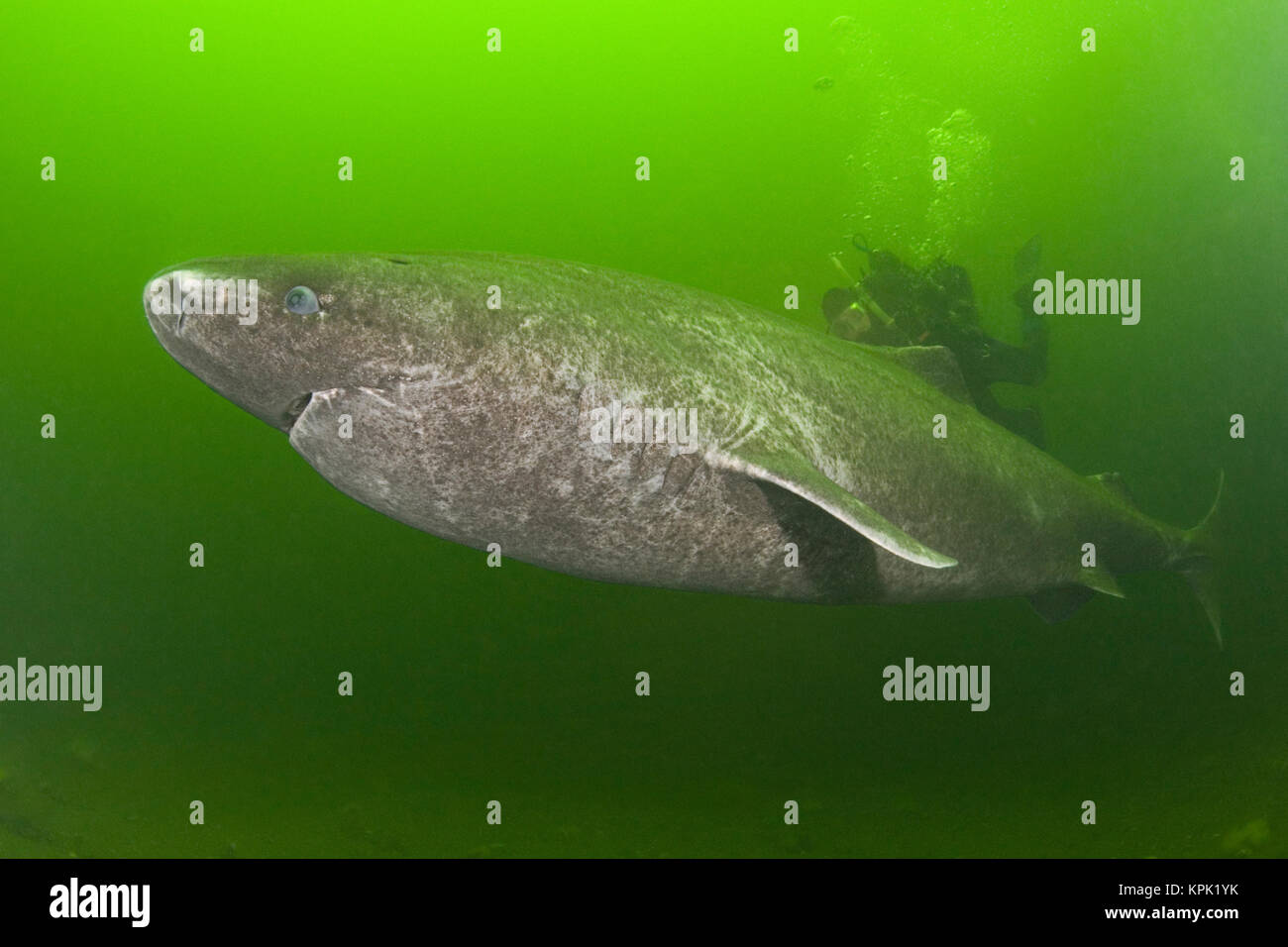 Grönland Grönland sleeper Shark Shark oder Somniosus Microcephalus