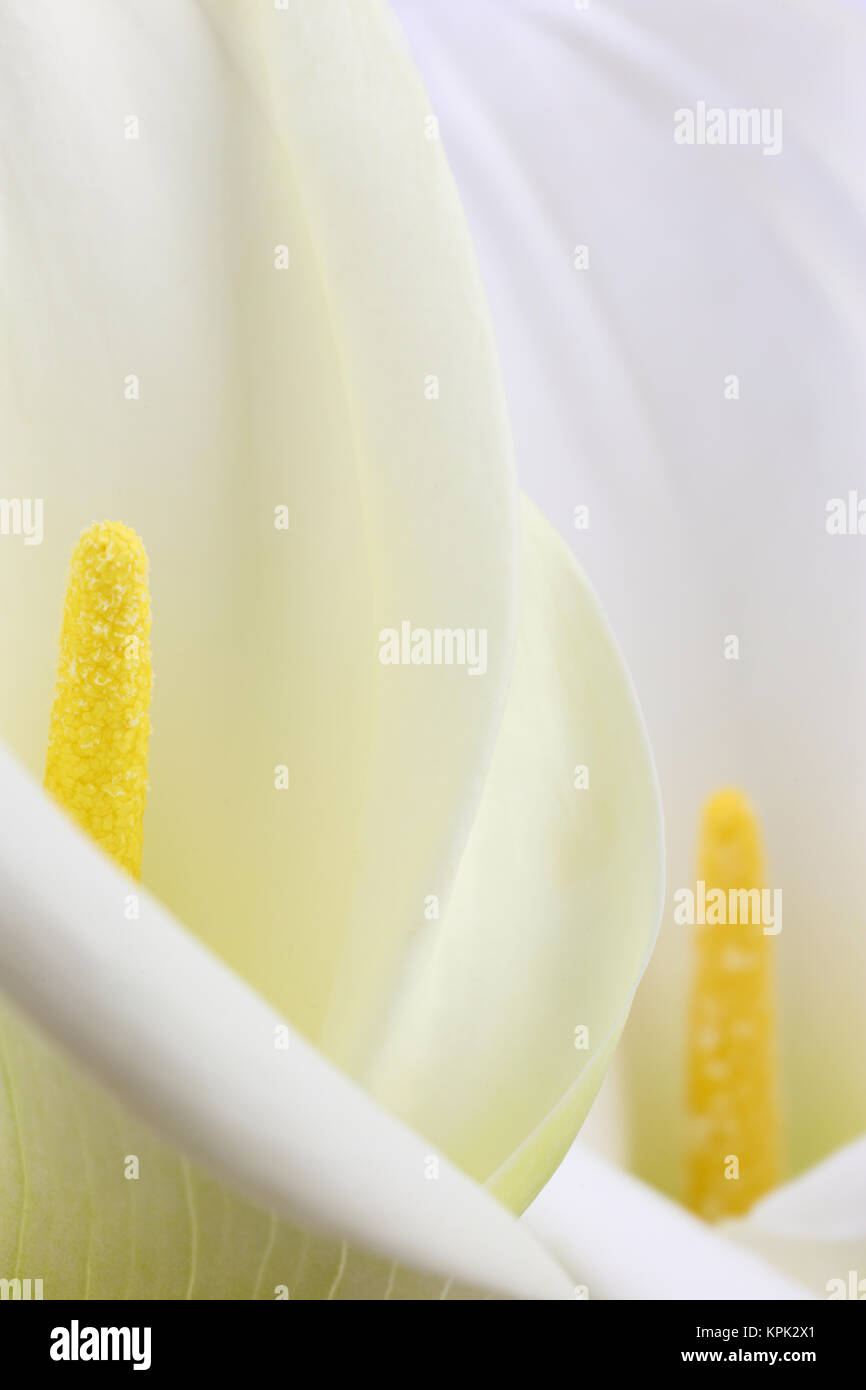 Makroaufnahme von weißen calla Lilien Stockfoto