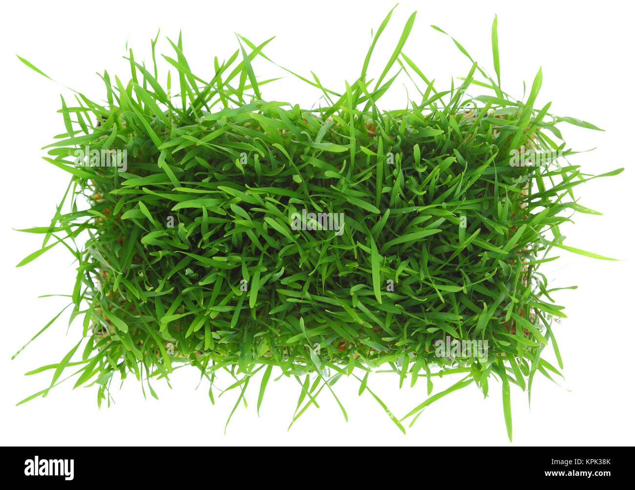 Grünen Rasen isoliert auf weißem Hintergrund Stockfoto