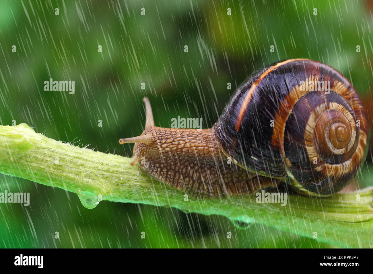 Schnecke kriecht auf Anlage mit Regen und grüner Hintergrund Stockfoto