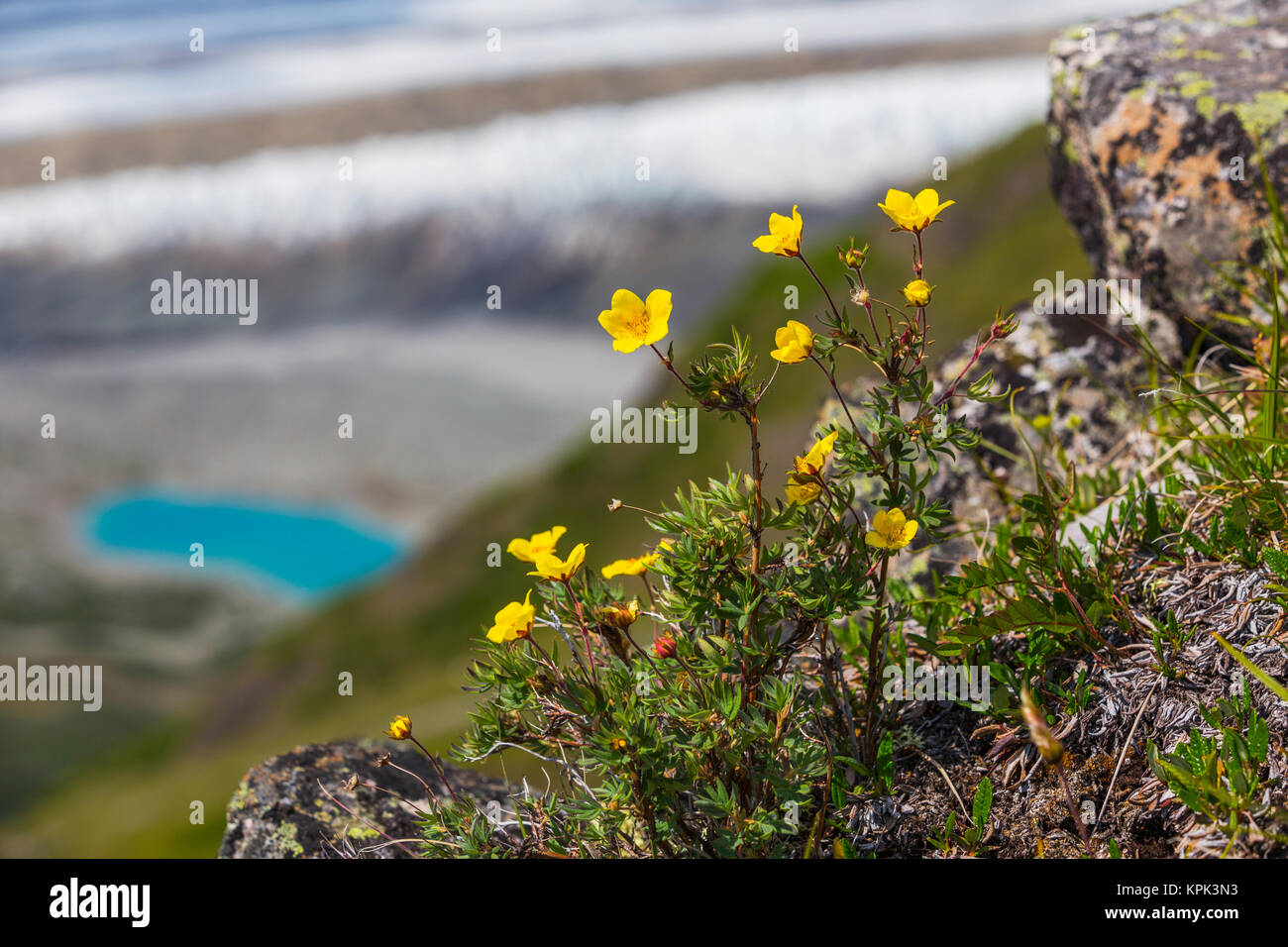 Alpine avens (auch bekannt als Ross' avens) (Geum Rossii) wachsen hoch oben Kennicott Gletscher im Wrangell-St. Elias National Park Stockfoto