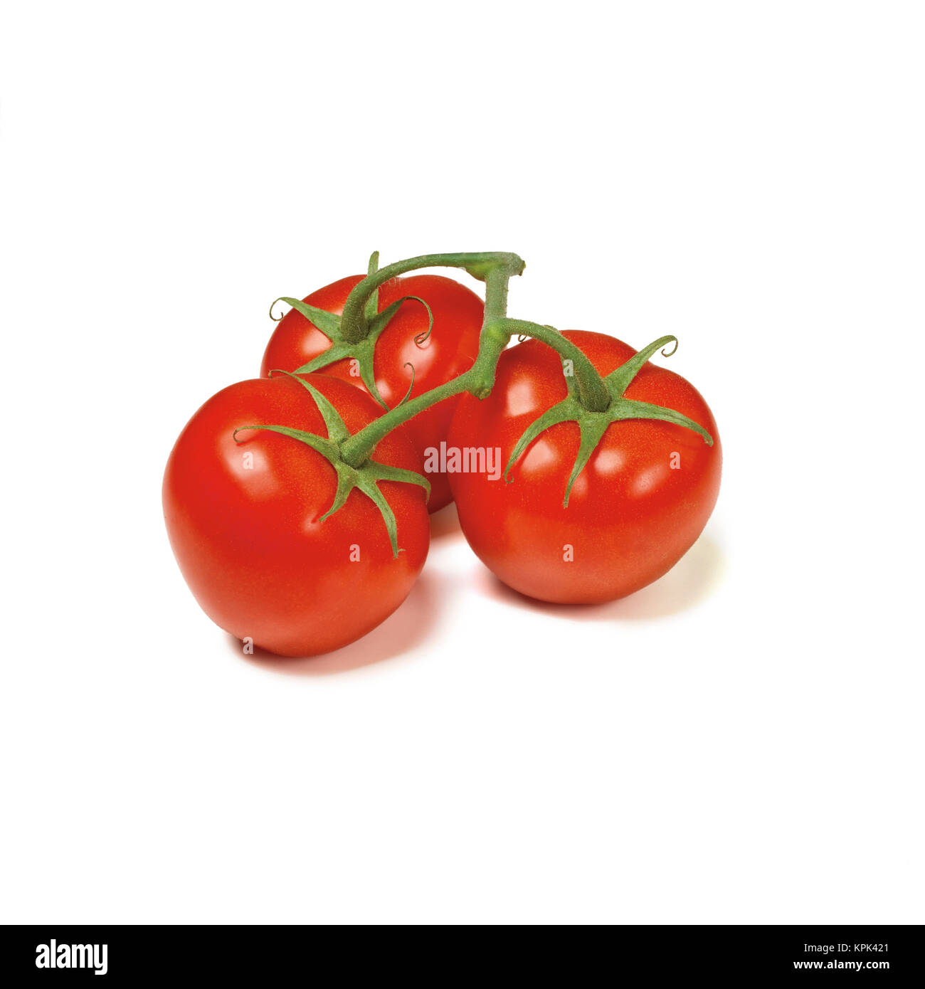 Drei Tomaten auf der Rebe auf einem weißen Hintergrund Stockfoto