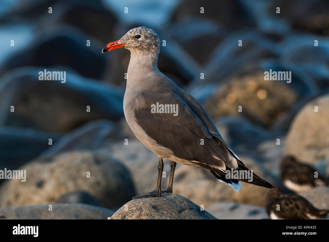 Ein heermann Möwe (Larus heermanni) liegt am Ufer des Seaside Bucht; Seaside, Oregon, Vereinigte Staaten von Amerika Stockfoto