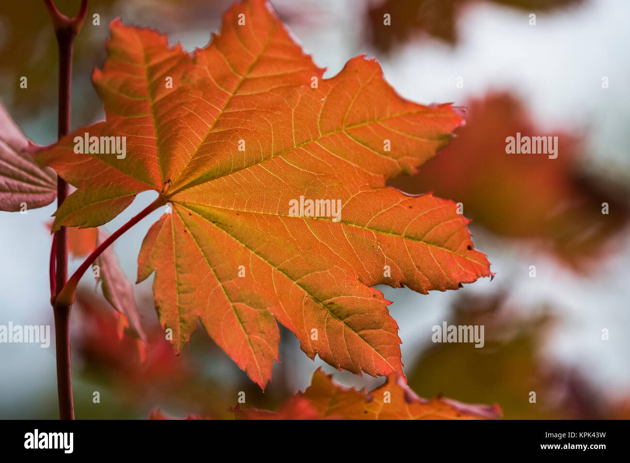 Einzelheiten werden in einem Weinstock Maple Leaf offenbart; Astoria, Oregon, Vereinigte Staaten von Amerika Stockfoto