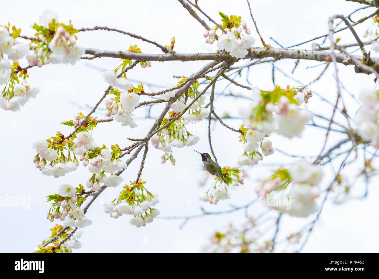 Eine Ruby-Throated Kolibri (Archilochus colubris) Feeds auf dem Nektar von frischen Kirschblüten auf einem blühenden Baum Stockfoto