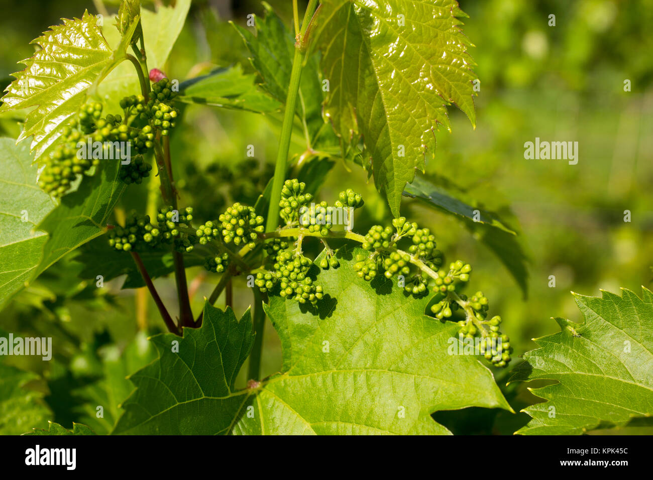 Frontenac Gris Trauben wachsen auf einem Weinstock; Shefford, Quebec, Kanada Stockfoto