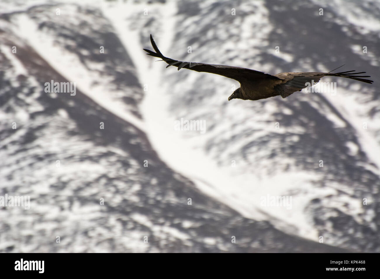 Nahaufnahme einer großen Condor (Vultur gryphus) in Richtung Snowy Mountains fliegen; Potrerillos, Mendoza, Argentinien Stockfoto