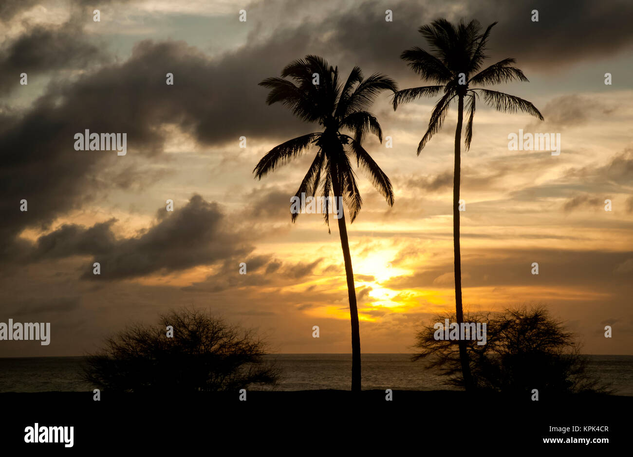 Molokai kokosnuss Fotos und Bildmaterial in hoher Auflösung Alamy