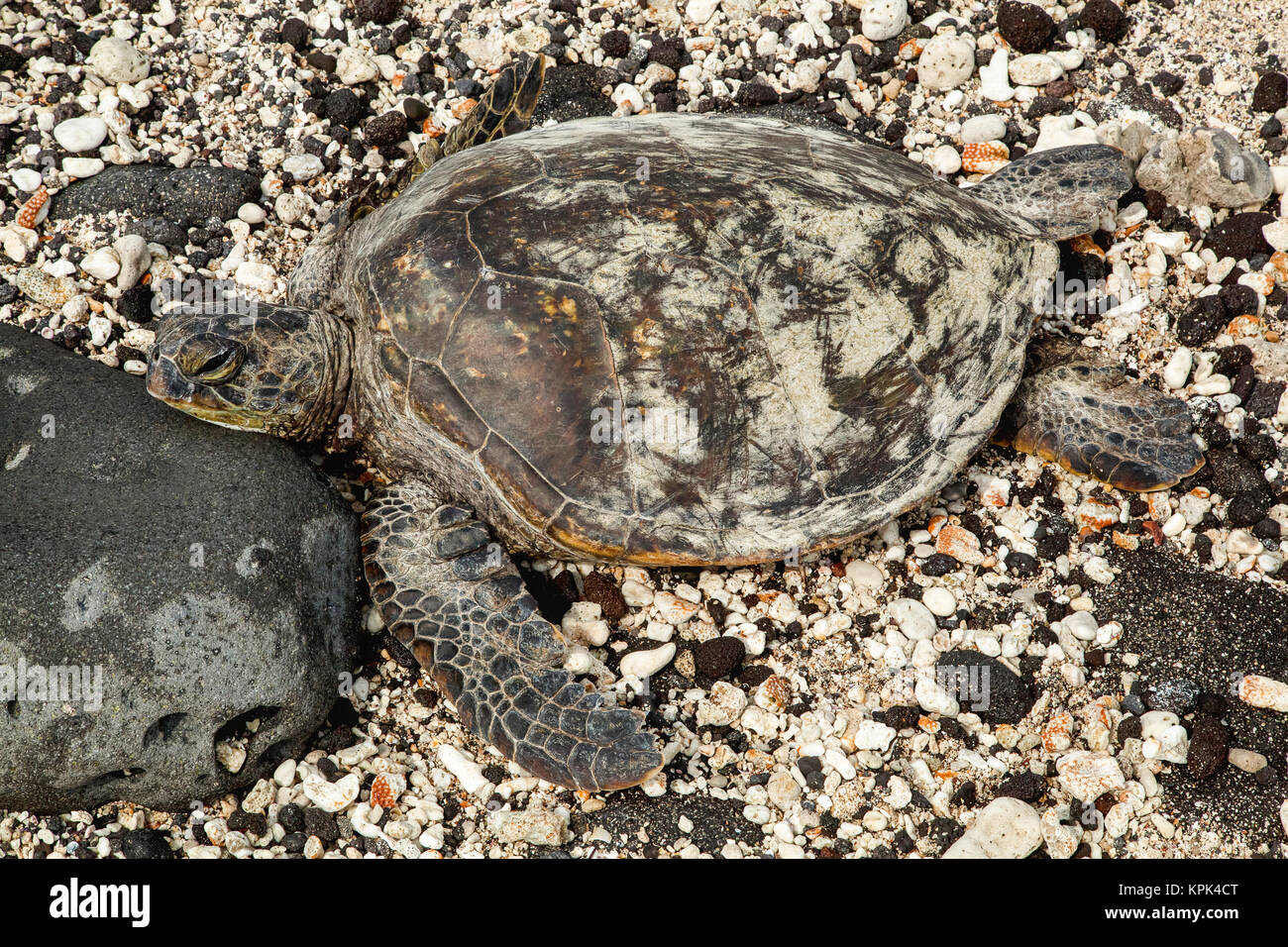 Eine Meeresschildkröte (Chelonioidea) liegt auf einer felsigen, Shell abgedeckt Beach auf einer hawaiianischen Insel; Kailua, Insel von Hawaii, Hawaii, Vereinigte Staaten von Amerika Stockfoto