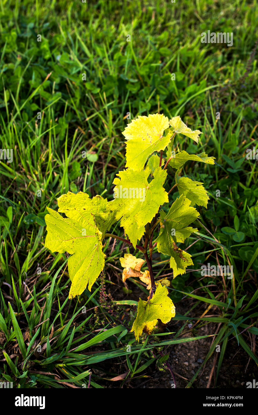 Zwei Monate Wachstum von St. Pepin Weinreben nach dem Einpflanzen; Shefford, Quebec, Kanada Stockfoto