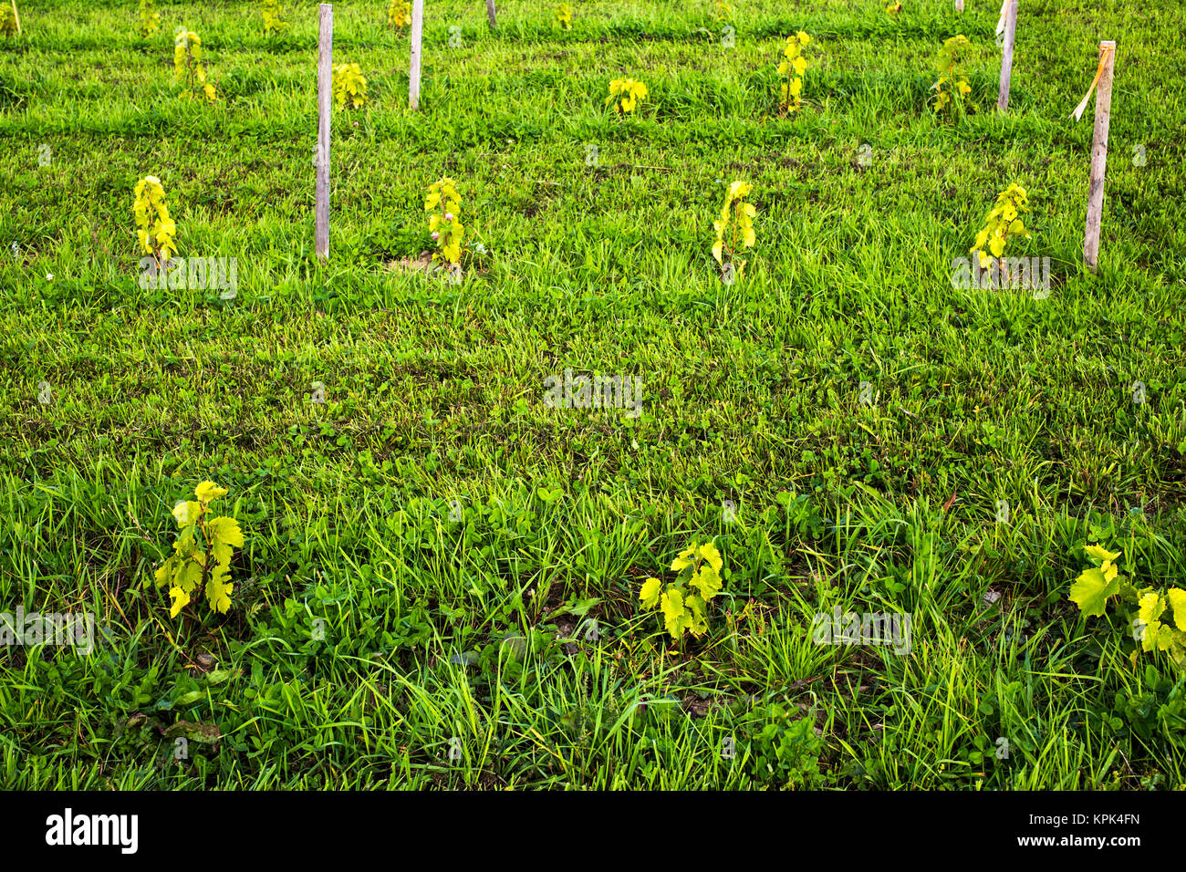 Zwei Monate Wachstum von St. Pepin Weinreben nach dem Einpflanzen; Shefford, Quebec, Kanada Stockfoto